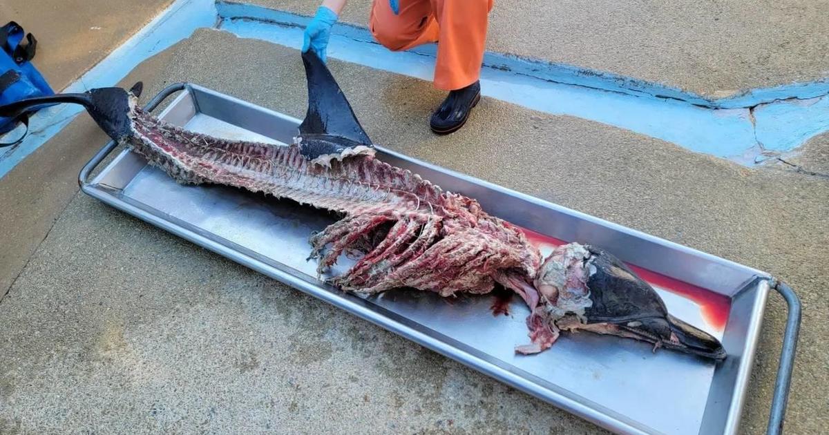 Dismembered Dolphin Found on New Jersey Shore