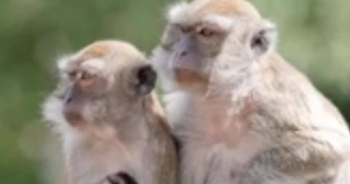 Escaped Monkeys: One Returns, 42 Still Missing from South Carolina Facility