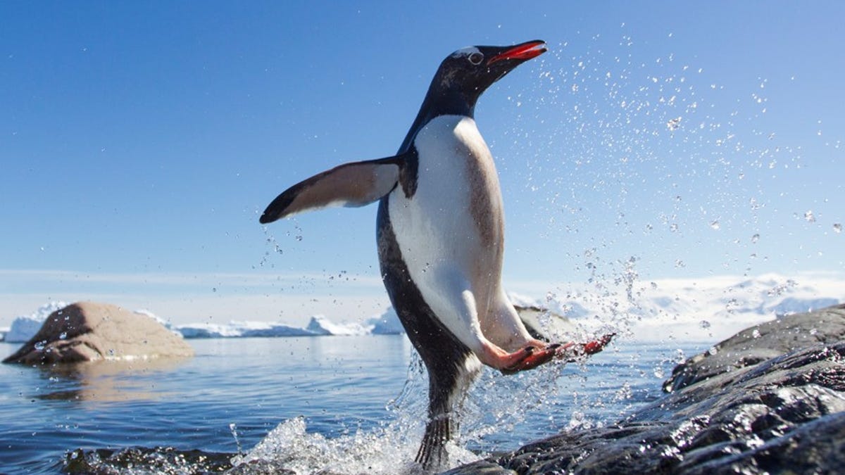 Essential Linux Commands to Keep at Your Fingertips