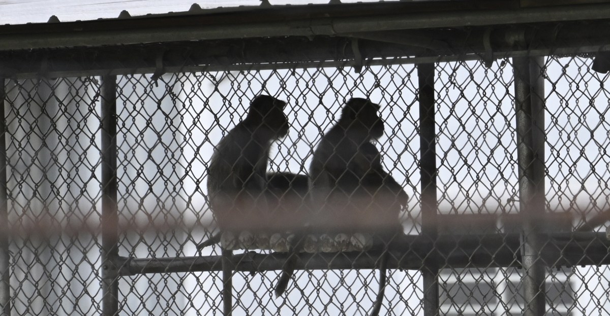 Freedom Claim of Escaped Lab Monkeys in South Carolina