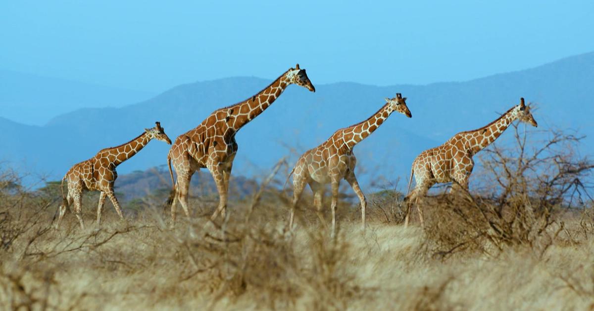 Giraffes at Risk: New U.S. Protective Measures Proposed