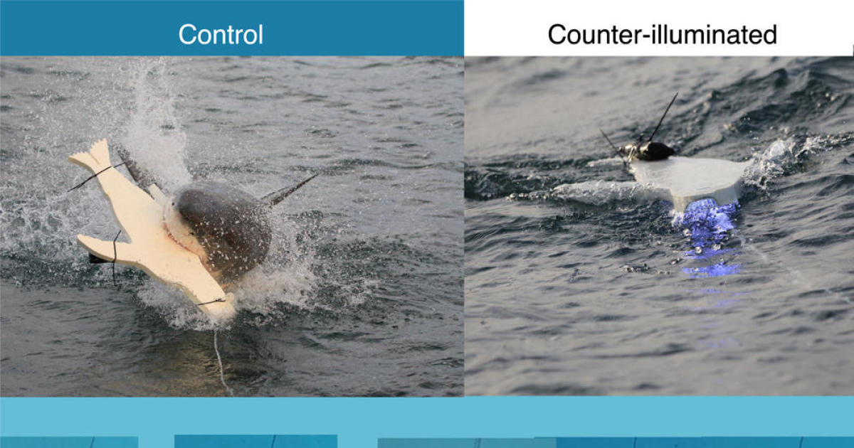 Illuminated Surfboards May Prevent Shark Attacks: The “Invisibility Cloak” Effect