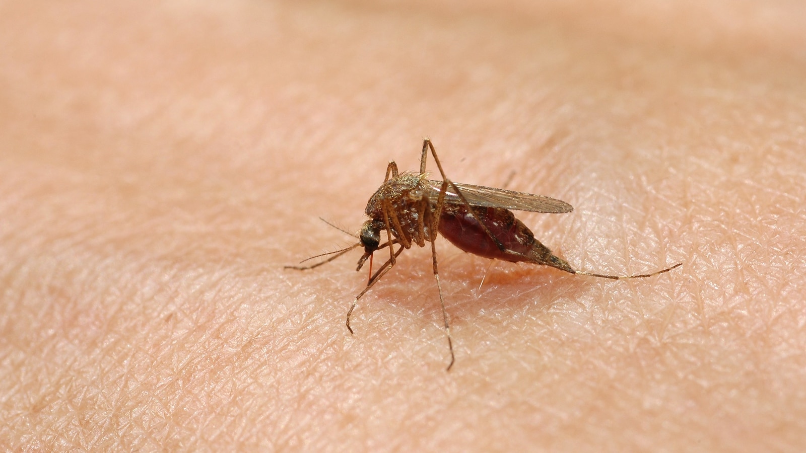 Texas Confirms First Homegrown Dengue Case of 2024