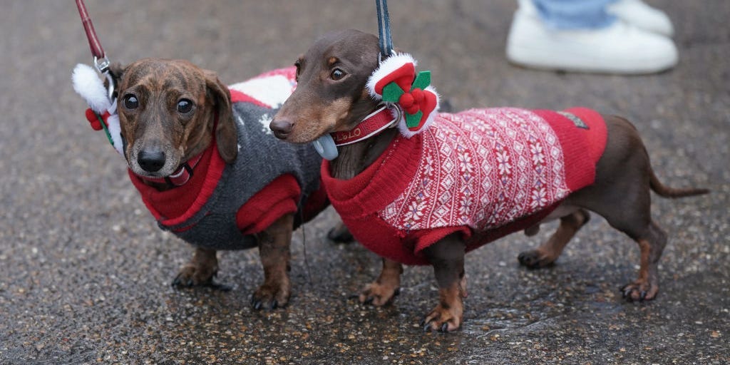 Veterinarians recommend saving money on these 10 pet products