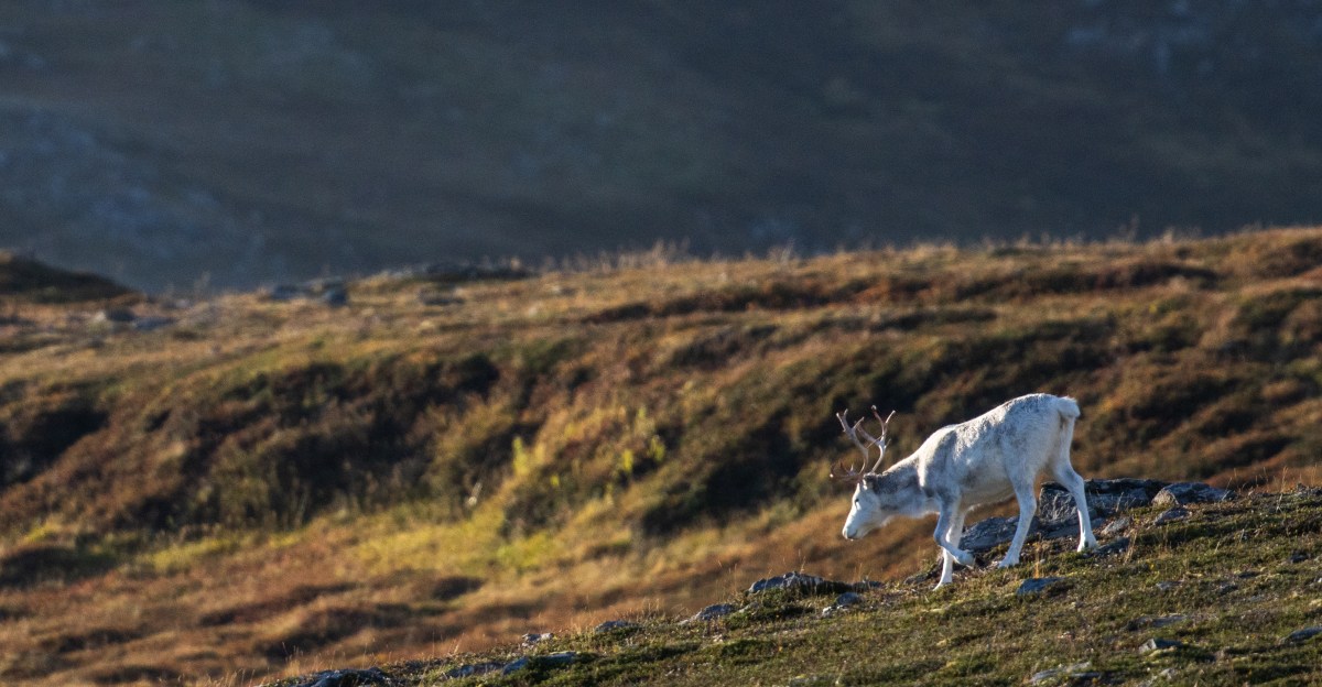 Arctic Tundra’s Role in Climate Change Has Reversed