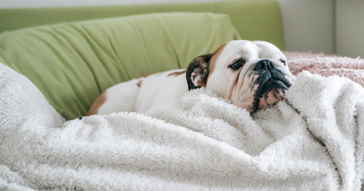 Recall Alert: Blue Ridge Beef’s Puppy Mix and Salmonella Concerns