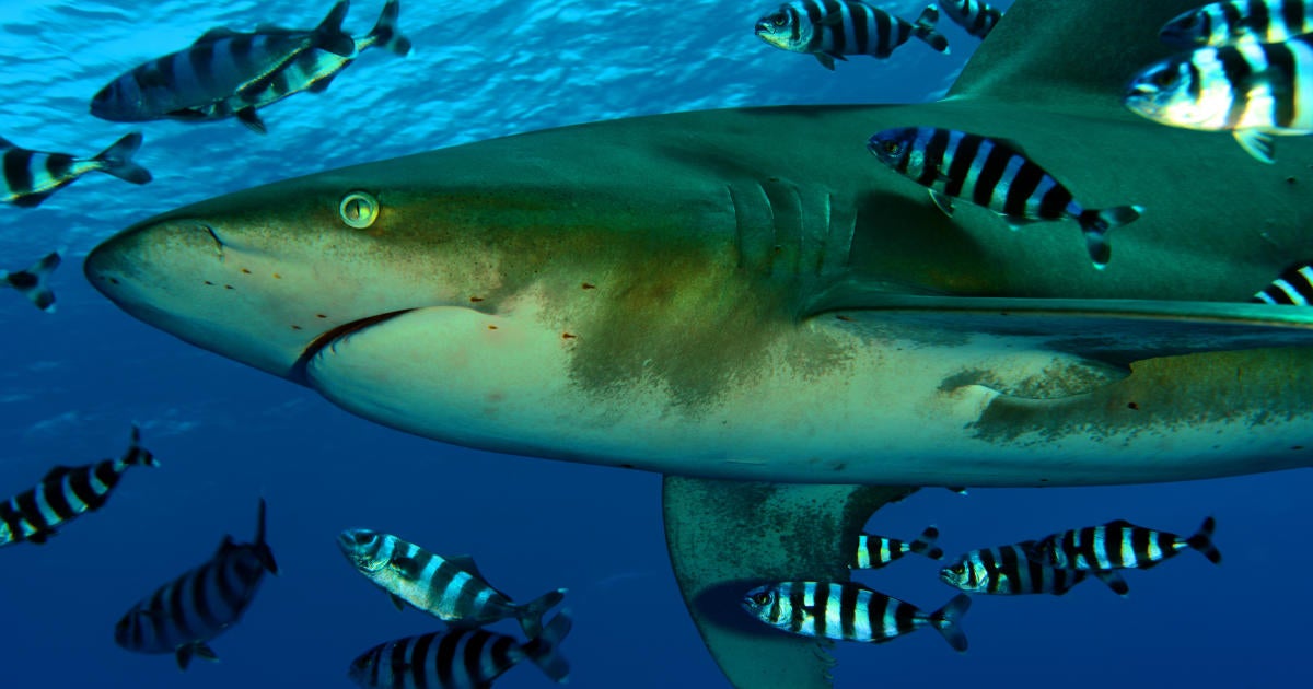 Tourist Fatality and Injury in Shark Encounter off Egypt’s Red Sea Coast