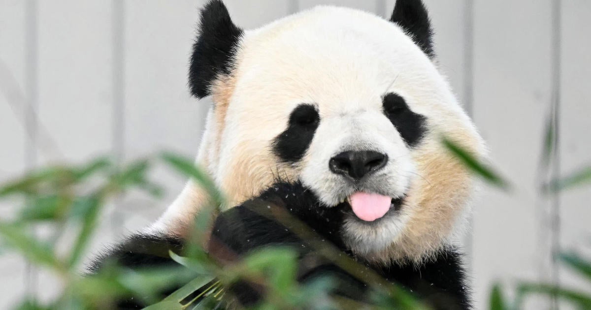 Giant Pandas From China Debut at National Zoo, Marking a Continuing Partnership
