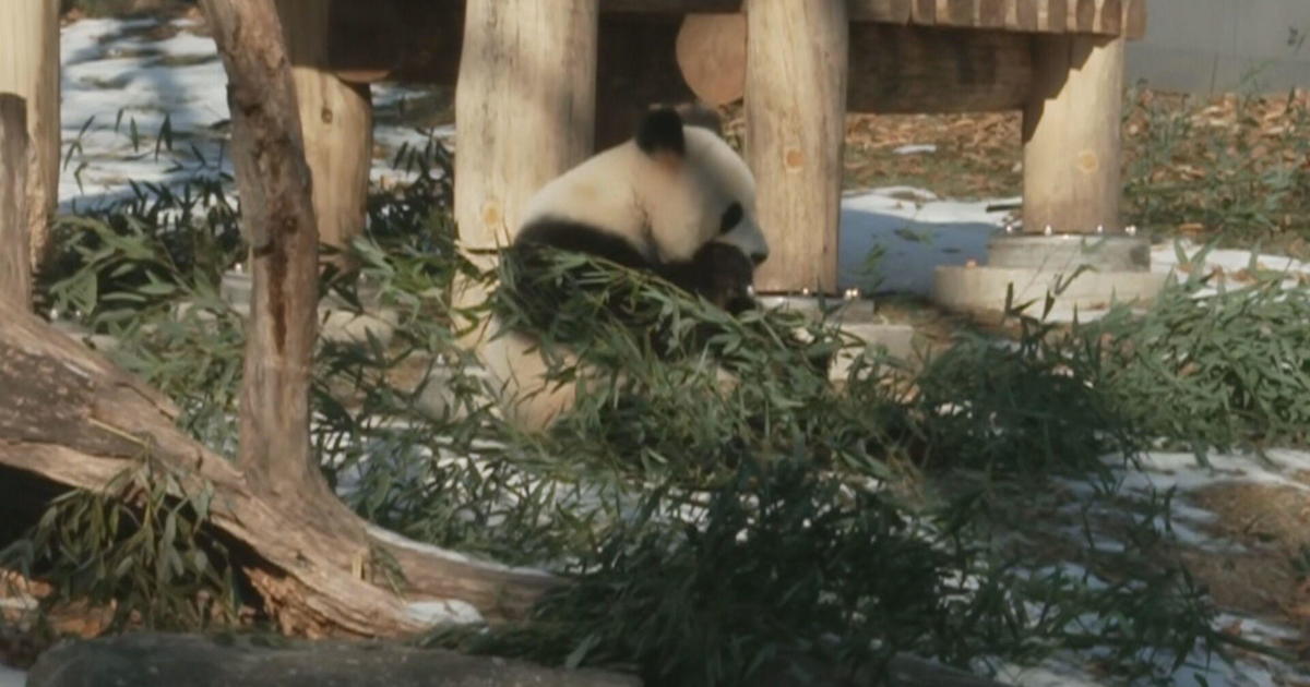 New Pandas Presented at Washington D.C.’s National Zoo