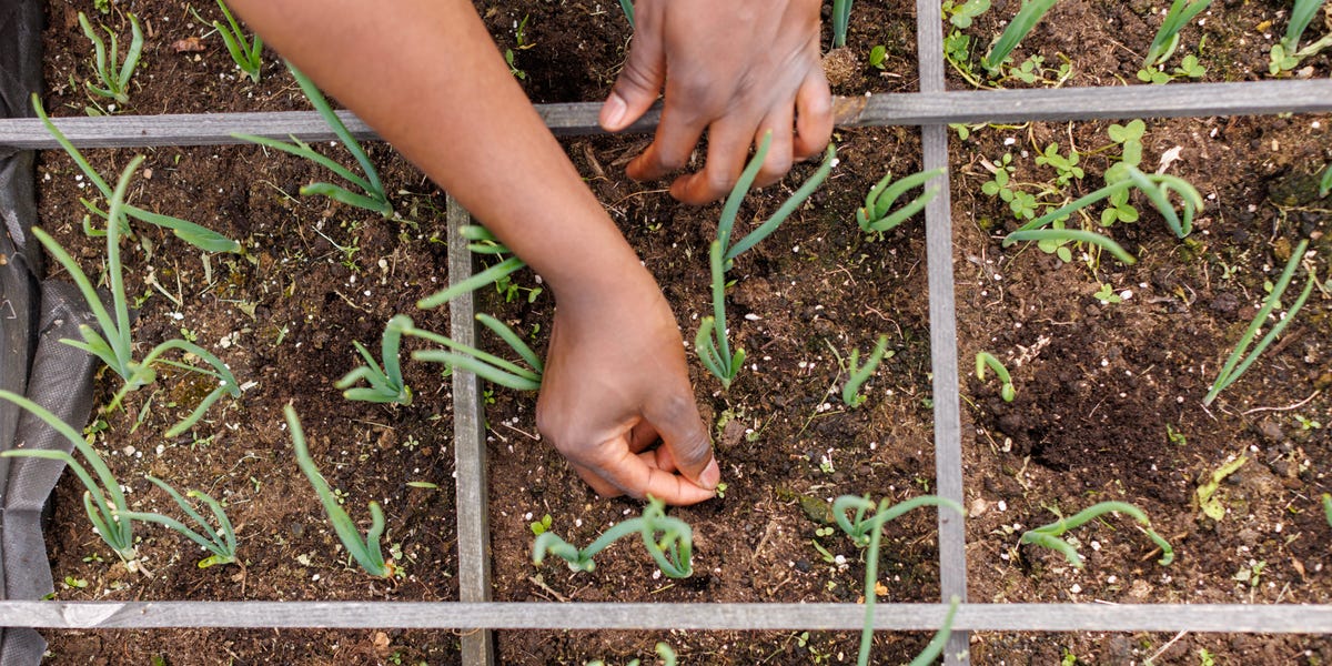 Cultivating a Garden to Save Money and Foster Community Ties