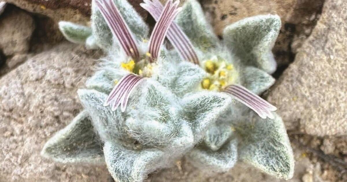 Introducing the ‘Wooly Devil’: A New Botanical Marvel in Texas