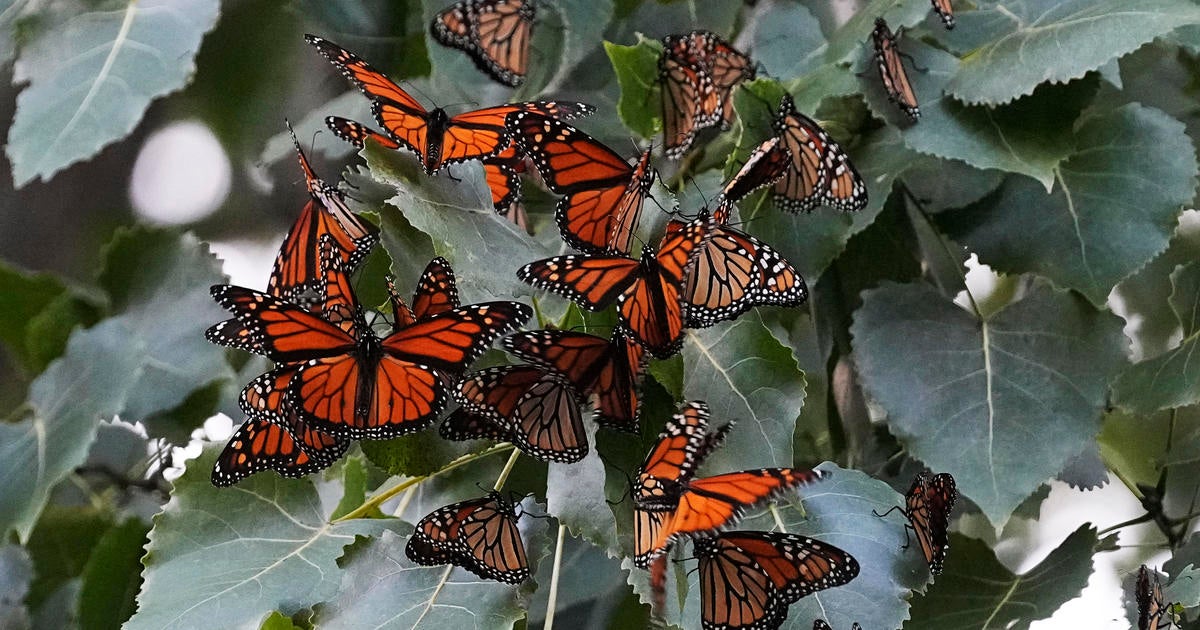Western U.S. Sees Remarkable Decline in Monarch Butterfly Numbers