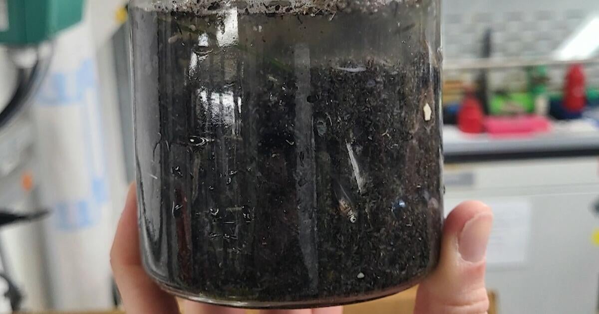 Concerns Mount Over Toxic Ash from Los Angeles Fires Threatening Marine Ecosystems