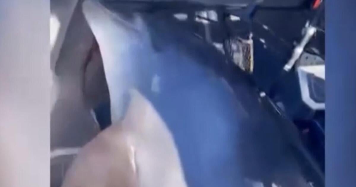 Enormous Dolphin Surprises Fishermen in New Zealand by Jumping Aboard