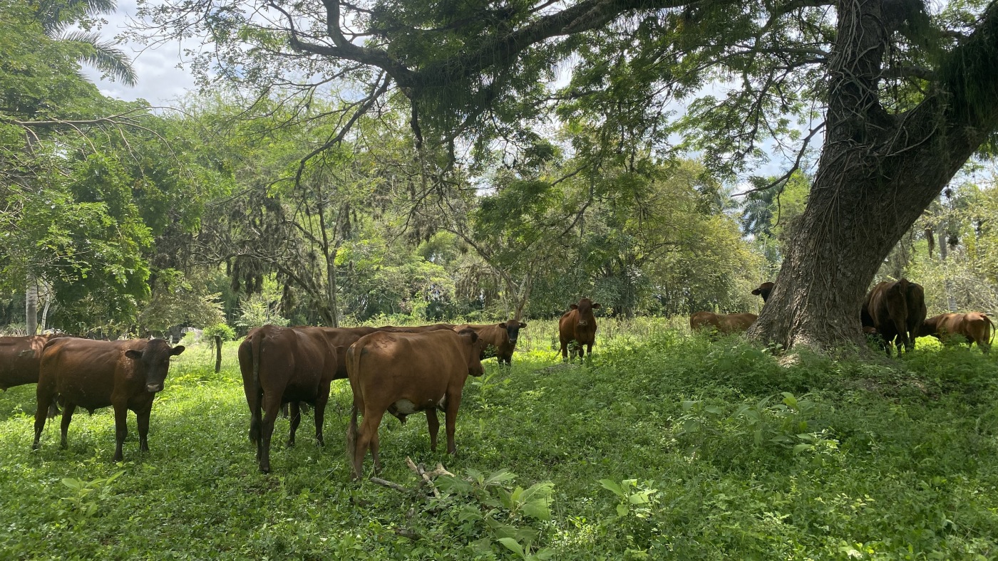 Innovative Approach from Colombia: A ‘Hotel for Cows’ to Combat Amazon Deforestation