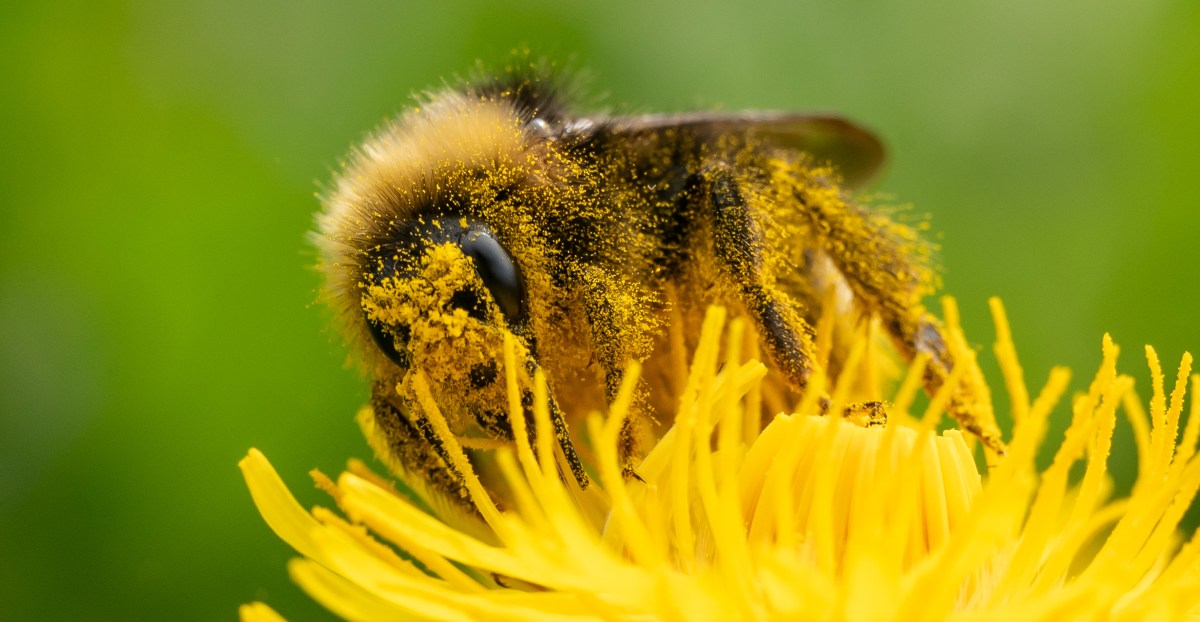 Is the Allergy Season Getting Worse?