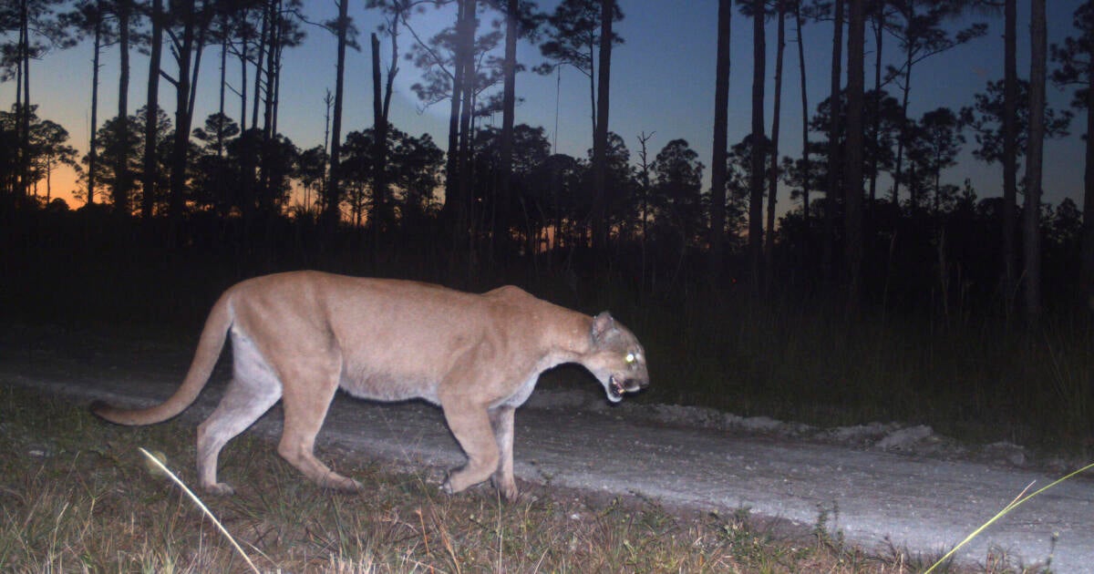 The Perilous Plight of Florida Panthers: The Costs of Expansion