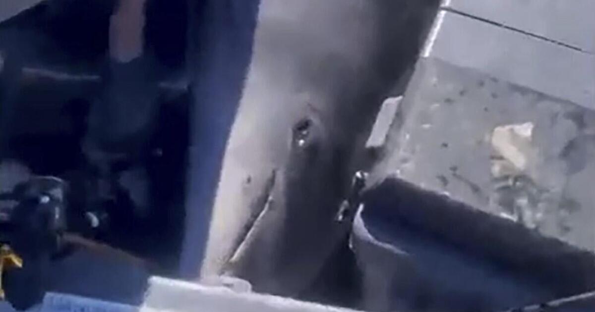 Unexpected Dolphin Encounter on New Zealand Waters