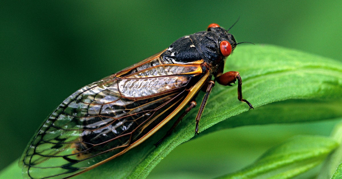 Anticipated Emergence of Cicada Brood XIV in 2025: Key Insights