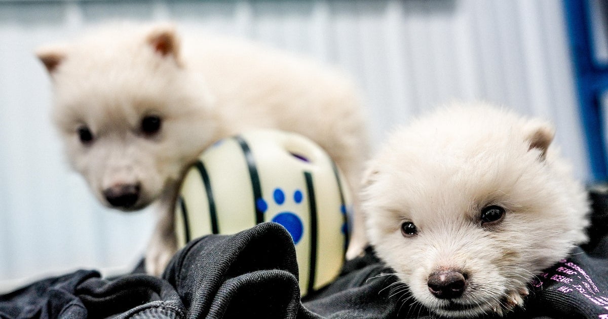 Biotech Breakthrough: Dire Wolf Resurrected After 12,500 Years