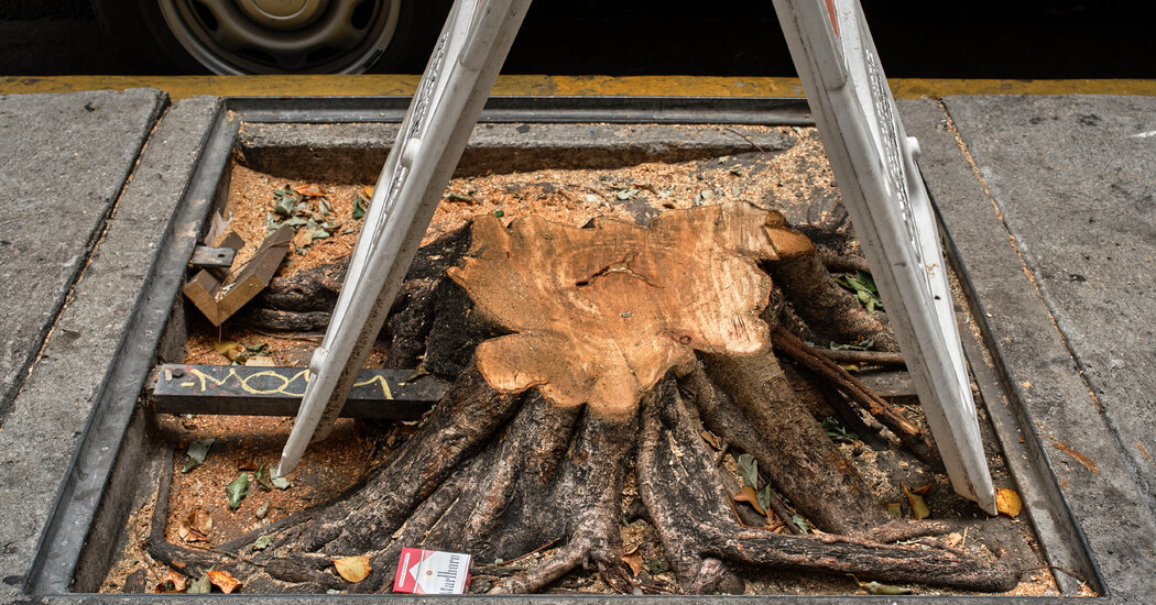 Chainsaw Attack on Trees Shocks Downtown Los Angeles