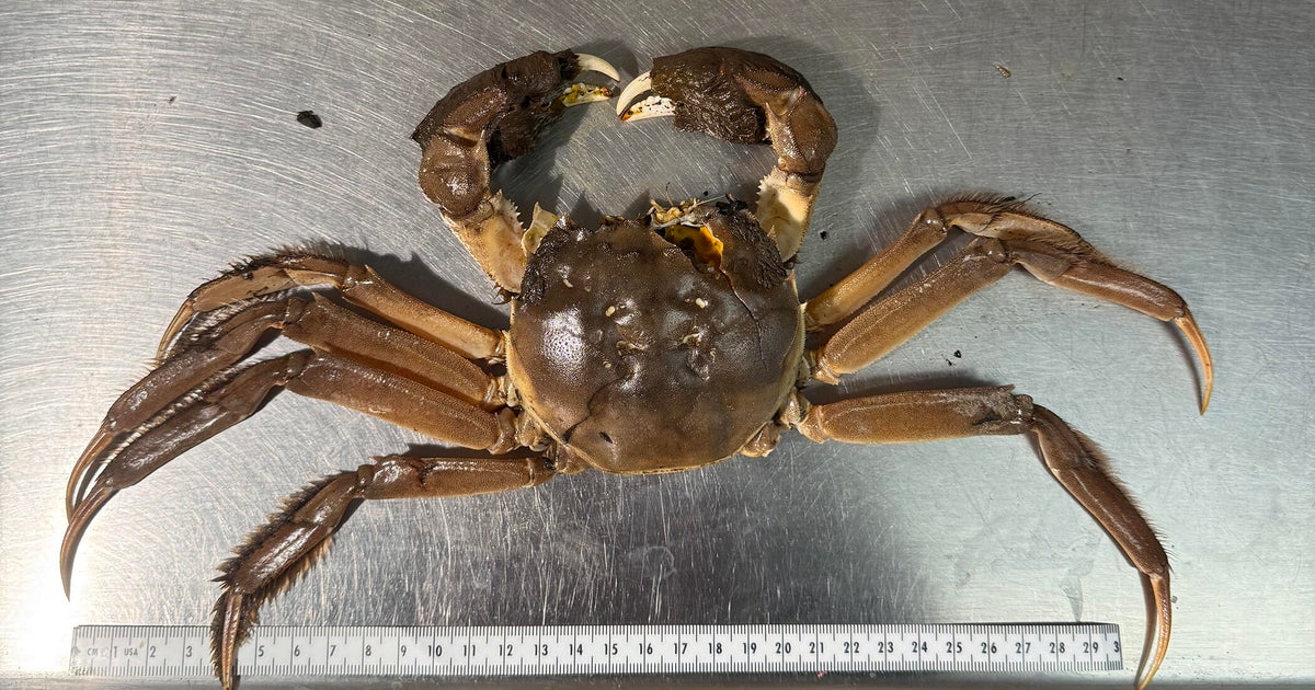 First Recorded Sighting of Climbing Chinese Mitten Crab in Pacific Northwest