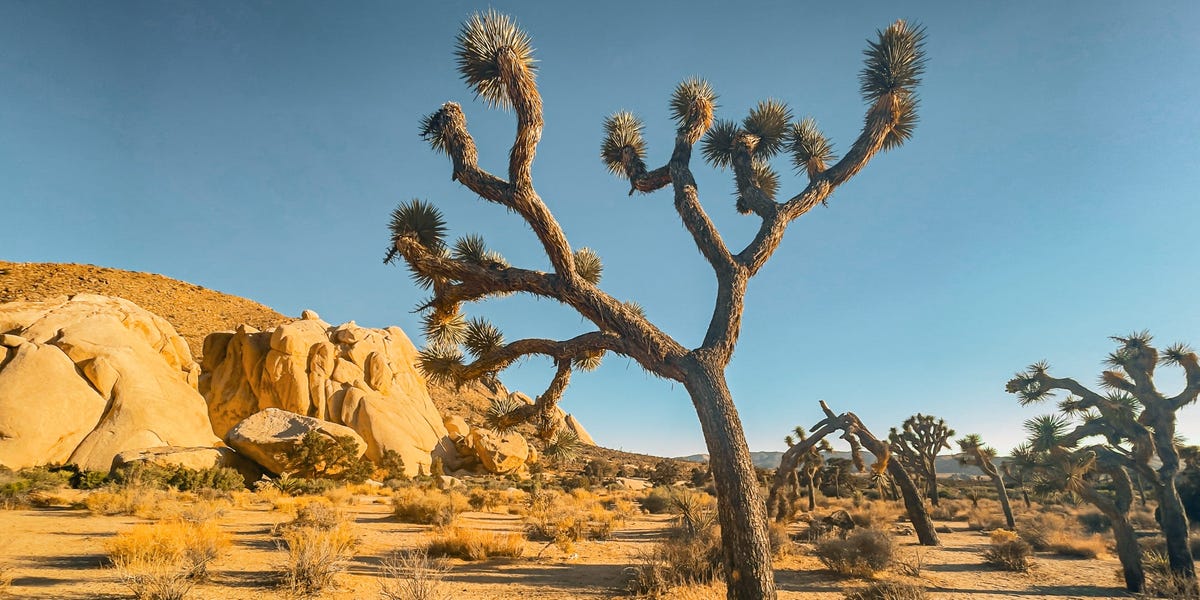Insights from Two Decades Near Joshua Tree National Park: Five Visitor Missteps