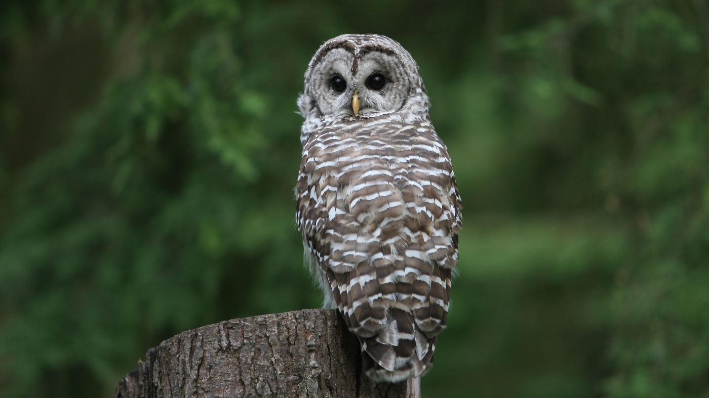 Proposal Alters Endangered Species Protections By Redefining ‘Harm’