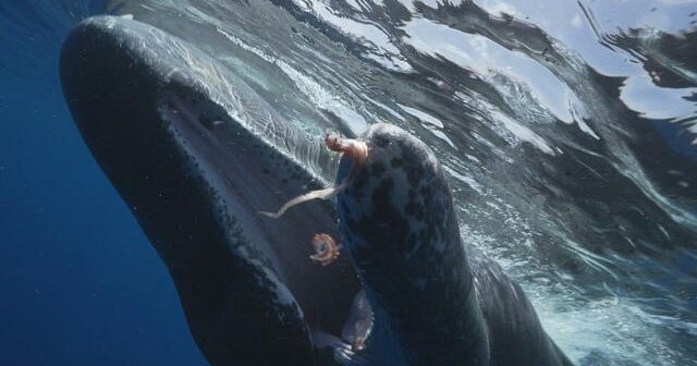 The Marine Guardians of Dominica: Sperm Whales