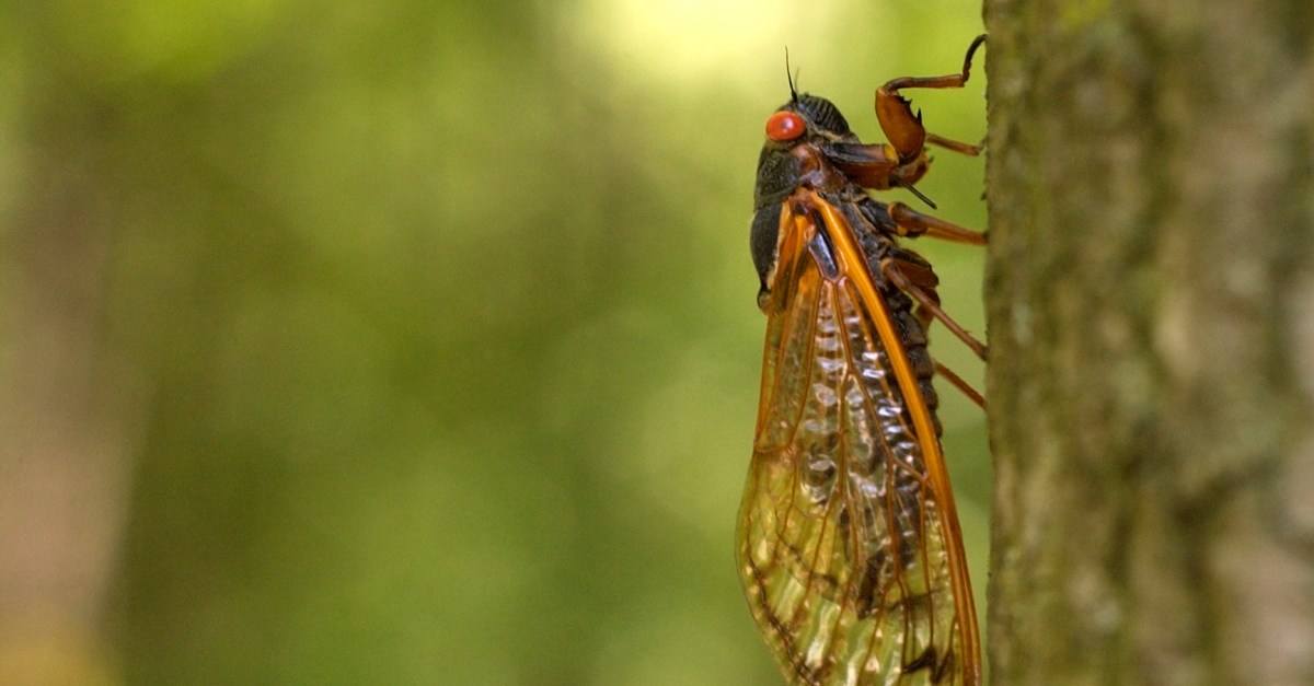 A Surge of Cicadas: The Brood XIV Phenomenon