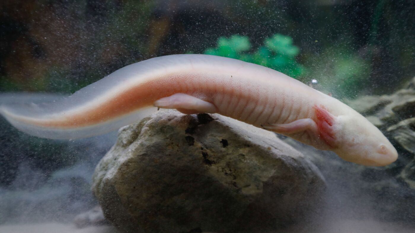 Axolotls Raised in Captivity Flourish in Mexican Wetlands, Study Reveals