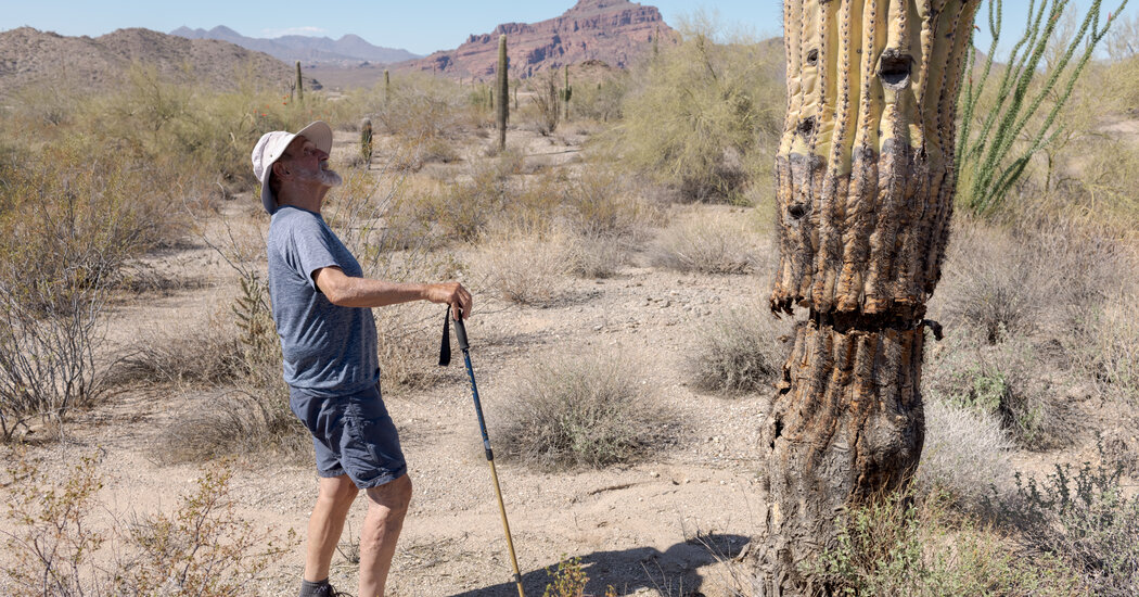 Champion for the Sonoran Desert: Battling Weeds as Resources Diminish