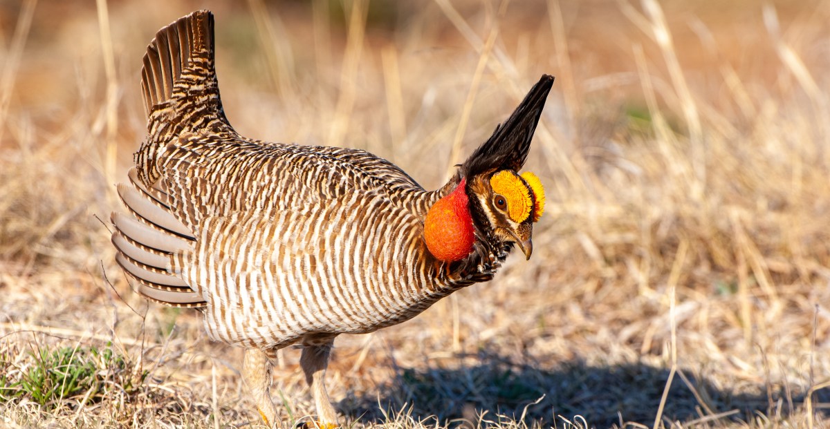 Efforts to Remove Crucial Endangered Status from Lesser Prairie-Chickens