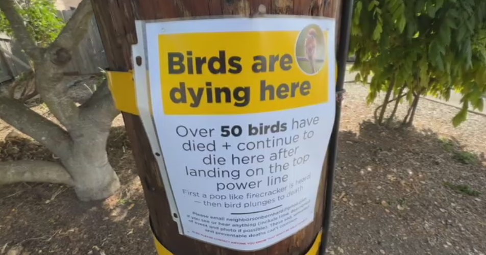 Enigma Surrounds Bird Deaths in Northern Californian Locale