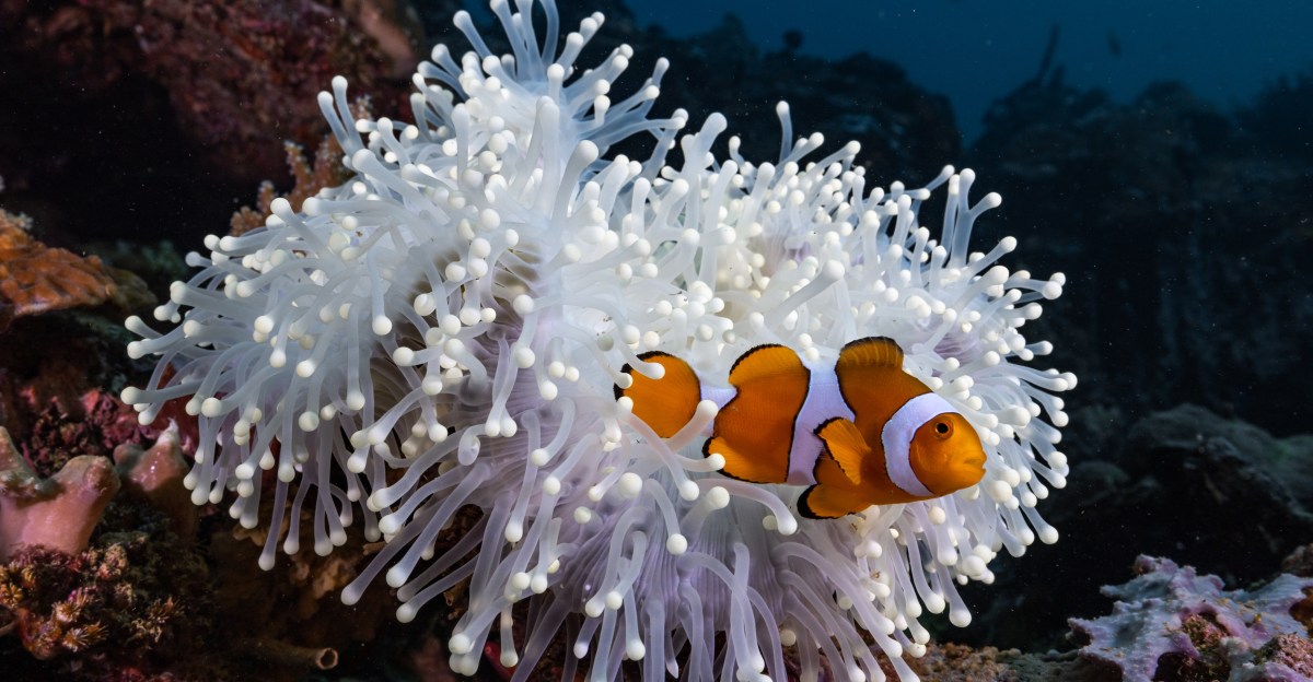 The Mystifying Phenomenon of Shrinking Clownfish