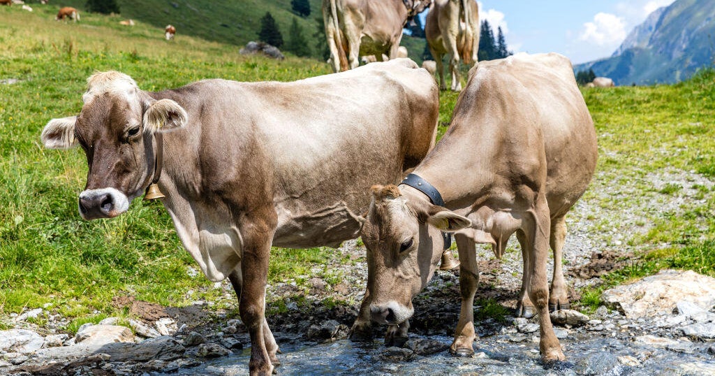 Tragic Death of Hiker After Cow Attack in Austrian Mountains